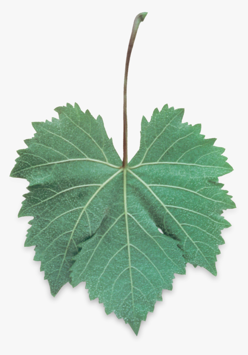 Hoja De Uva Png , Png Download - Hoja De Uva Animada, Transparent Png, Free Download