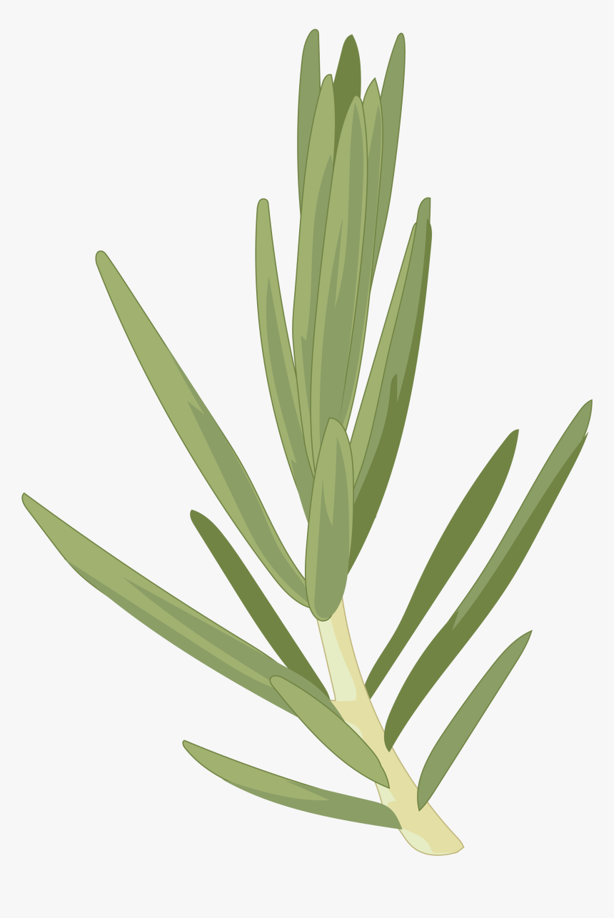 Hoja De Cedro Png, Transparent Png, Free Download