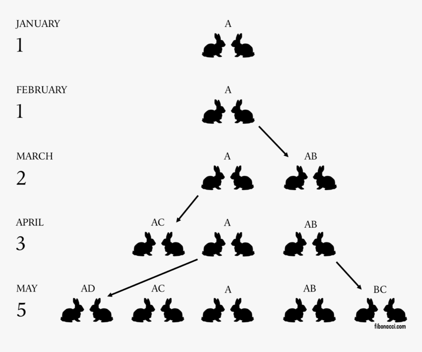 The Rabbit Problem - Fibonacci Rabbit Problem, HD Png Download, Free Download