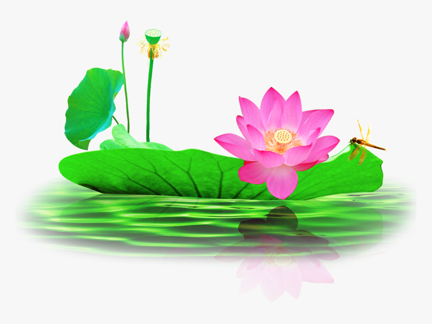 Picture Free Nelumbo Nucifera Pond Lotus Transprent, HD Png Download, Free Download