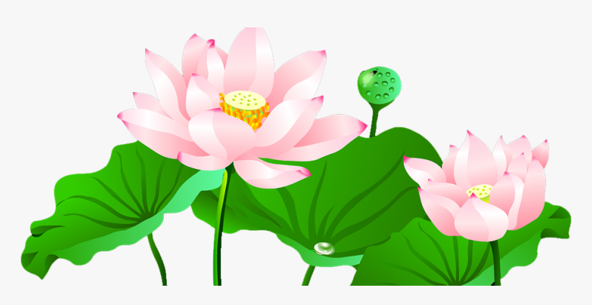 Pond Vector Lotus - Sacred Lotus Flower Vector Png, Transparent Png, Free Download