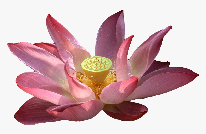 Buddha Vector Lotus - Vesak Wishes Png, Transparent Png, Free Download
