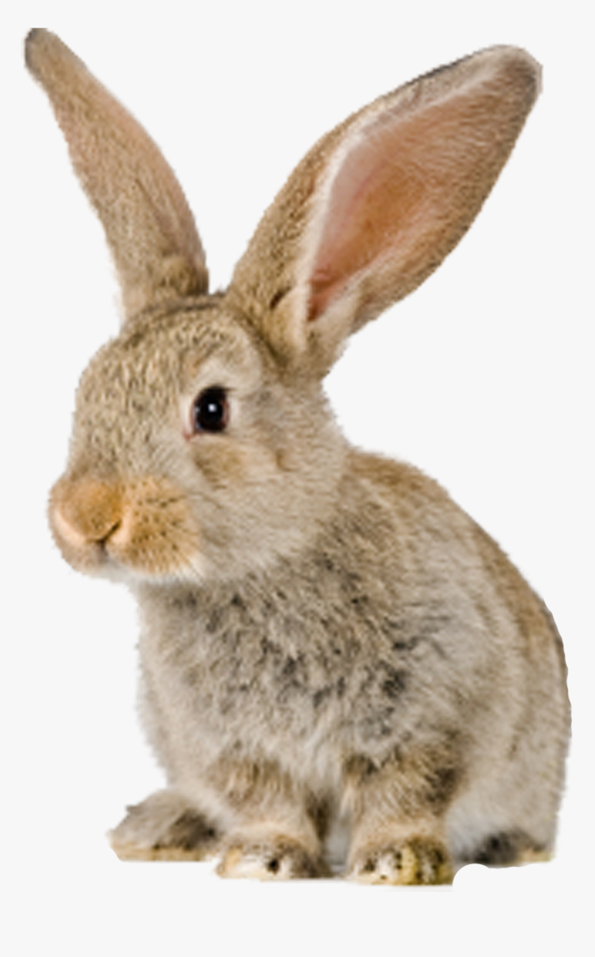 Cliparts For Free - Animals White Background Bunny, HD Png Download, Free Download
