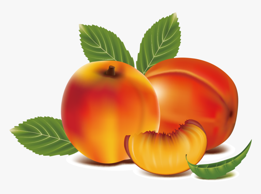 Peach Clipart Apricot - Peach Fruits Art Clip, HD Png Download, Free Download