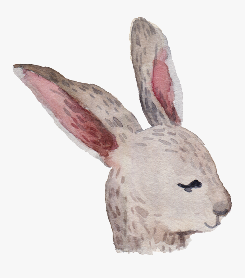 Cartoon Rabbit Png - Domestic Rabbit, Transparent Png, Free Download