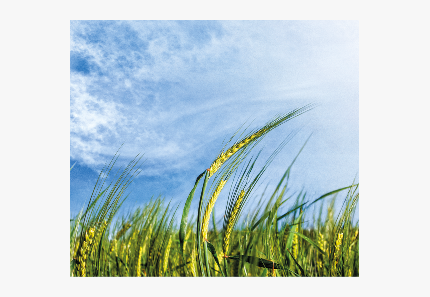 Cash Crop, HD Png Download, Free Download