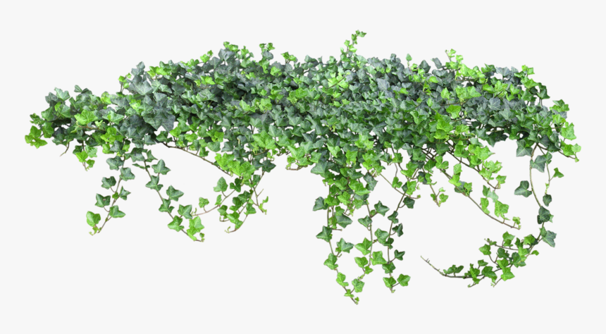 Transparent Background Ivy Png, Png Download, Free Download