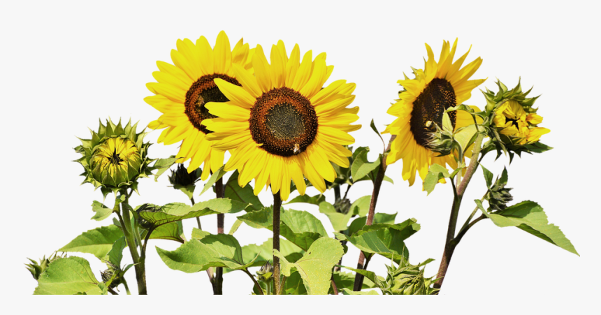 Sunflower Bunch - Sunflowers Png, Transparent Png, Free Download