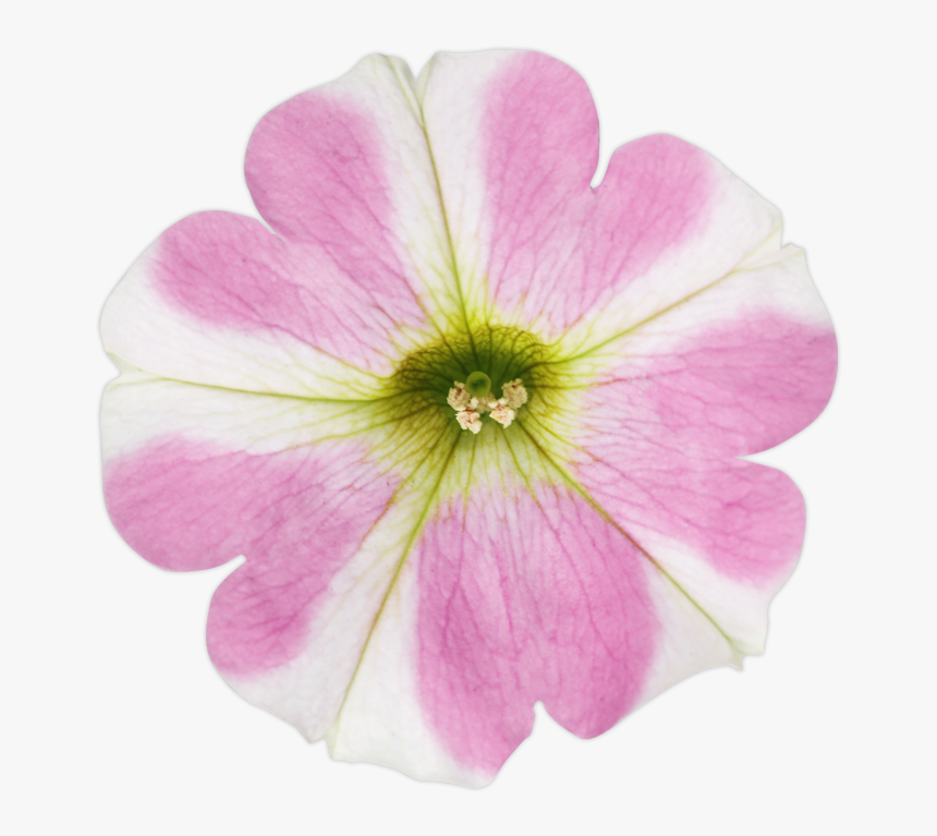 Petunia, HD Png Download, Free Download