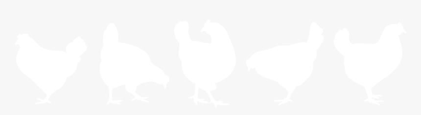 Chicken, HD Png Download, Free Download