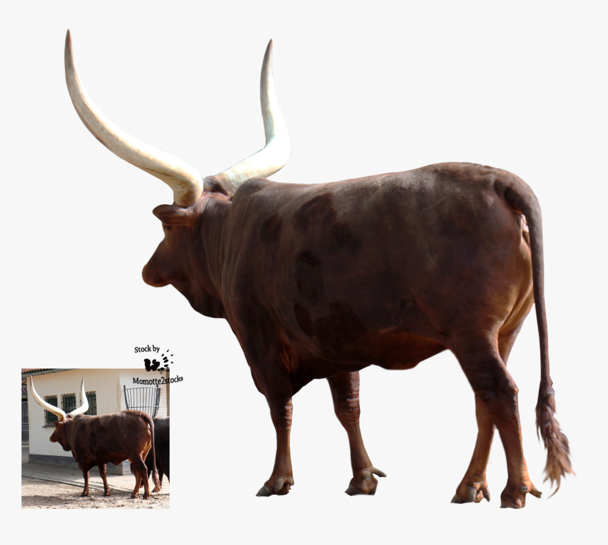 Transparent Out Of Stock Png - Bull, Png Download, Free Download