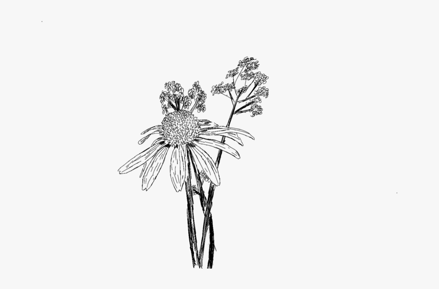 Transparent Flower Sketch Png - Sketch, Png Download, Free Download
