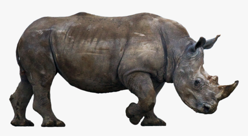 Rhinoceros Free Png Image - Rhino Cut Out, Transparent Png, Free Download