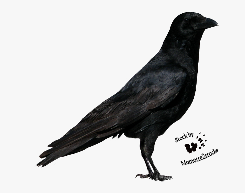 Transparent Raven Outline Clipart - Raven, HD Png Download, Free Download