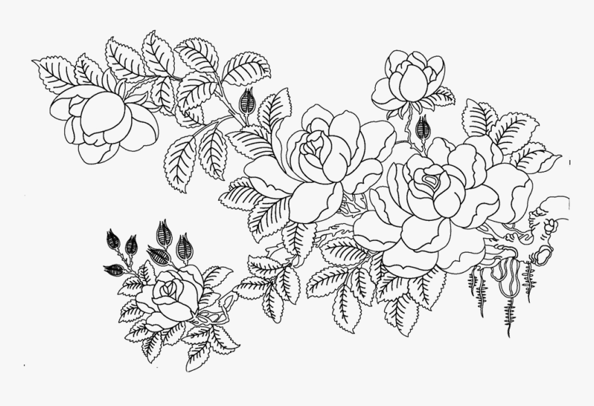 Rosa Multiflora Drawing Flower Sketch - White Flower Sketch Png, Transparent Png, Free Download