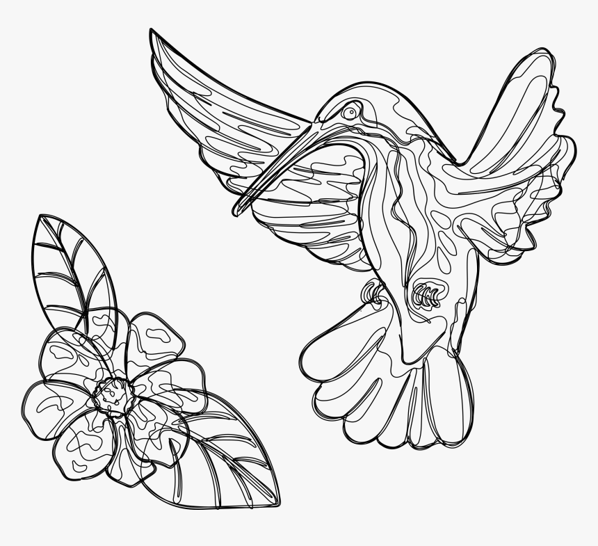 Transparent Humming Bird Clipart - Sketch, HD Png Download, Free Download