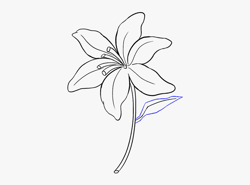 How To Draw Lily - Lily Drawing, HD Png Download, Free Download