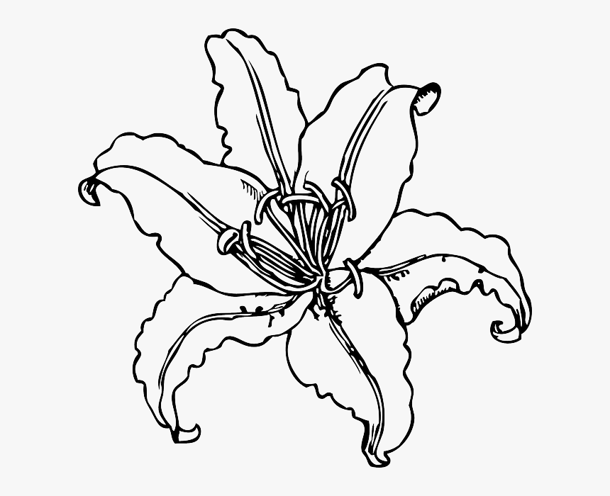 Orchid Flower Drawing Template Border Some Stock Photo - Black And White Lily Clip Art, HD Png Download, Free Download