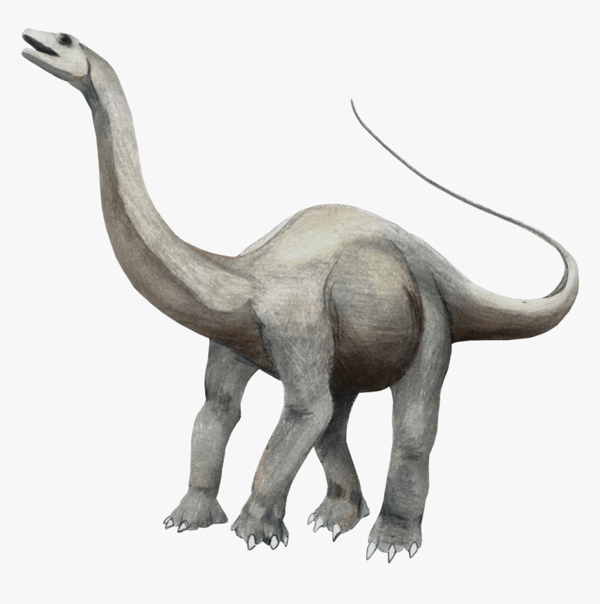 Transparent Brontosaurus Png - Apatosaurus Behavior, Png Download, Free Download