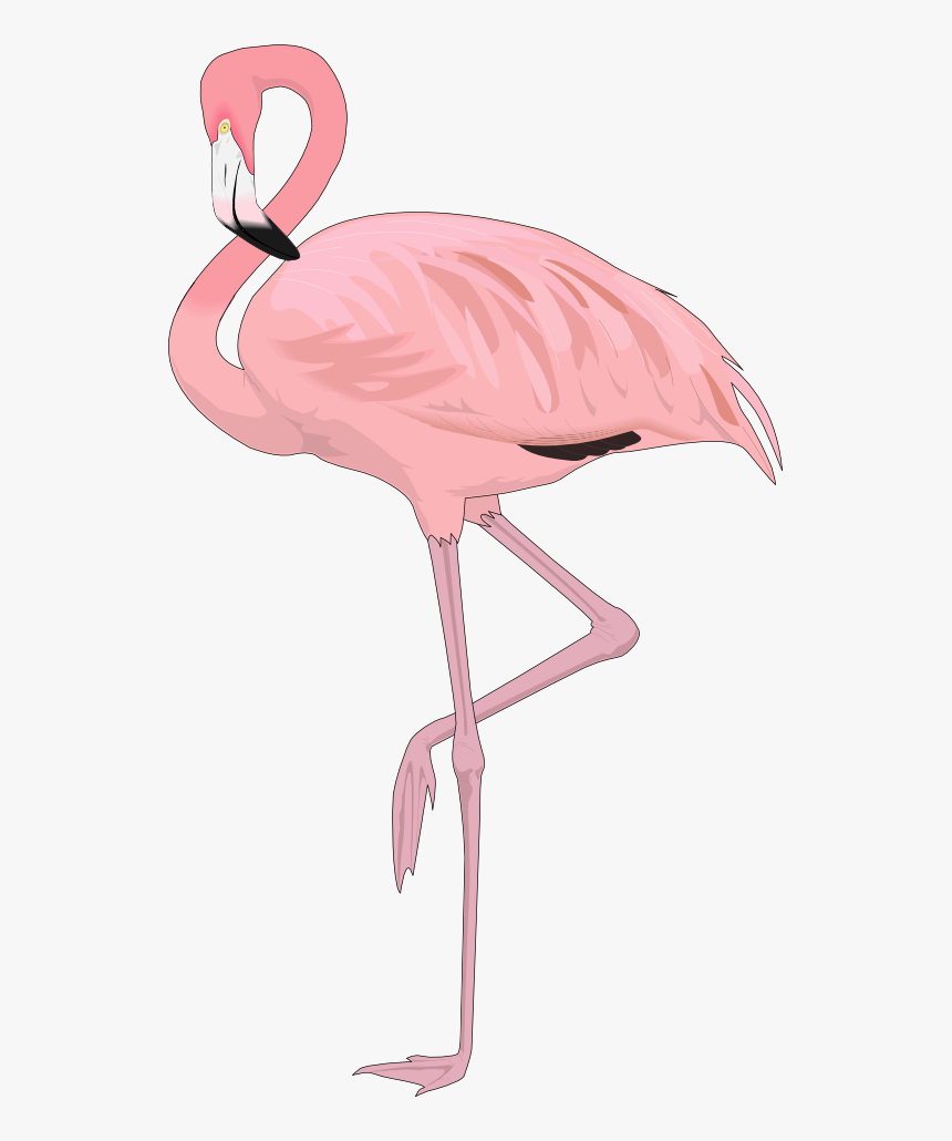 Free Flamingo Clip Art Flamingo4 , Png Download - Flamingo Png, Transparent Png, Free Download