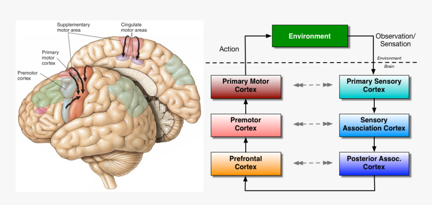 Motor Brain Areas - Primary Motor Cortex, HD Png Download, Free Download