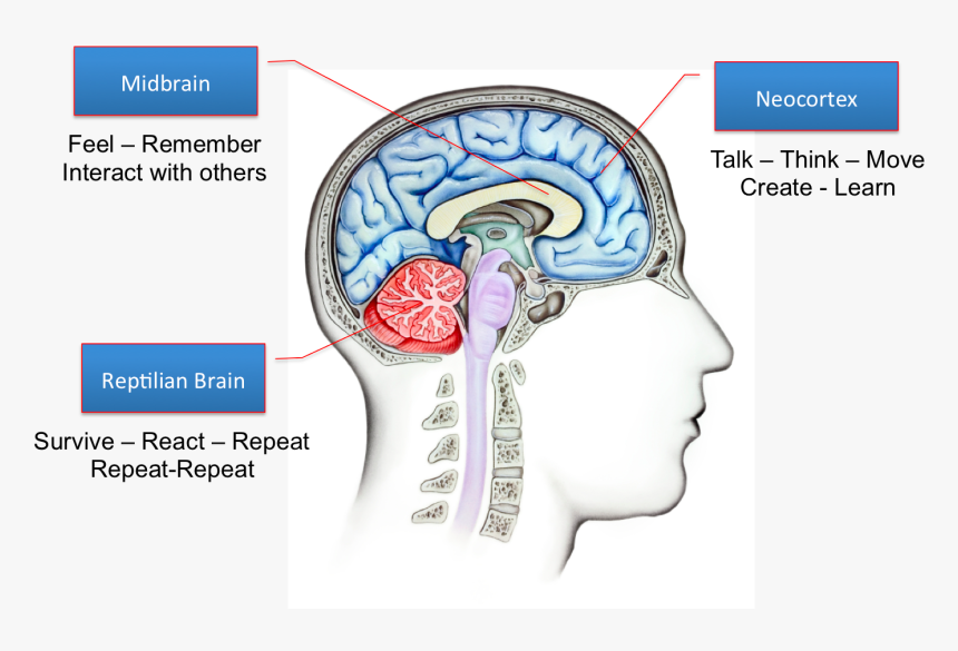 Brain Connections In The Preschool Years, HD Png Download, Free Download