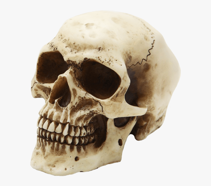 Skull Paperweight, HD Png Download, Free Download