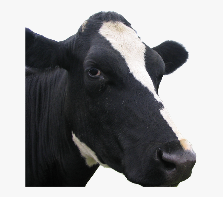 Transparent Cow Face Png - Cow White Background Hd, Png Download, Free Download