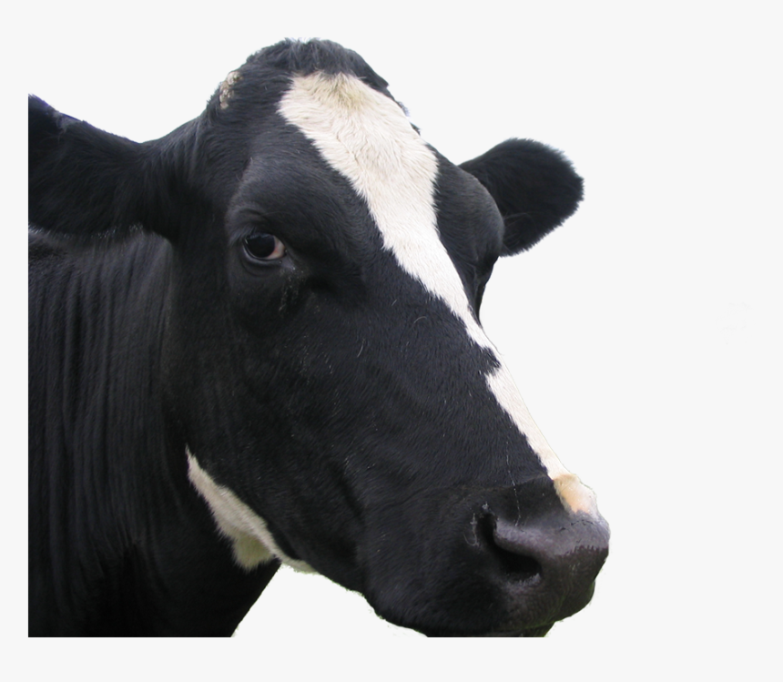 Dairy Cow, HD Png Download, Free Download