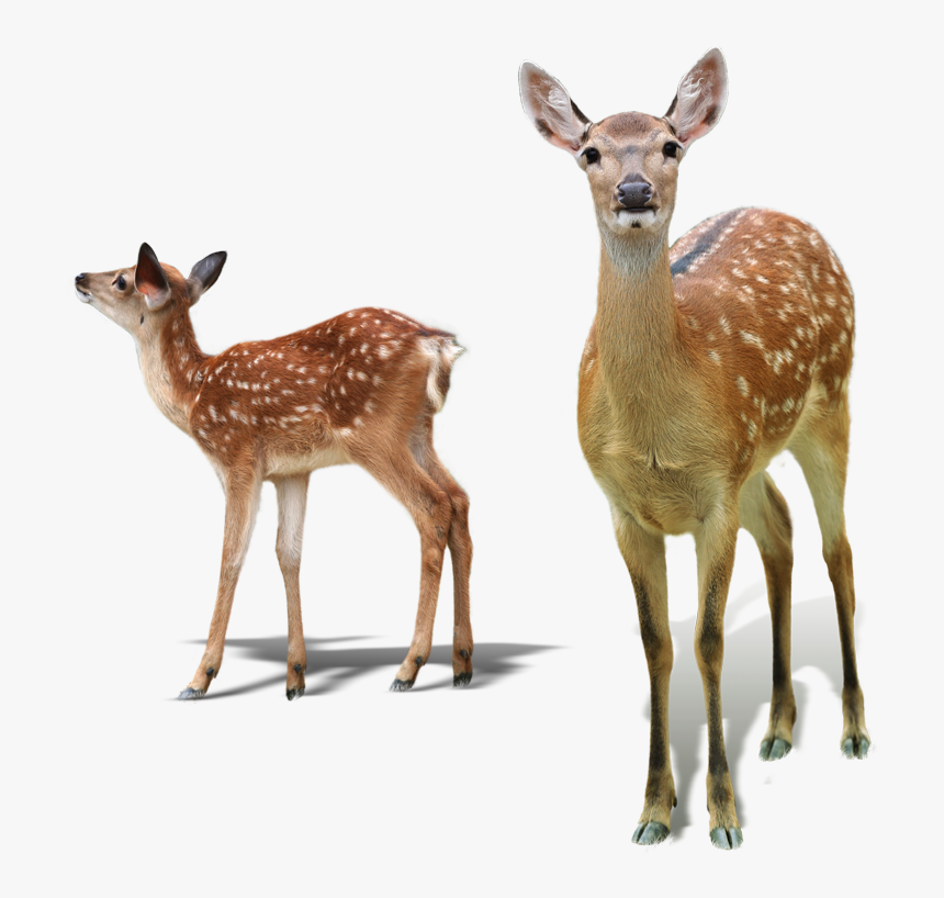 White-tailed Deer Red Deer Sika Deer Tiger - White Tailed Deer No Background, HD Png Download, Free Download