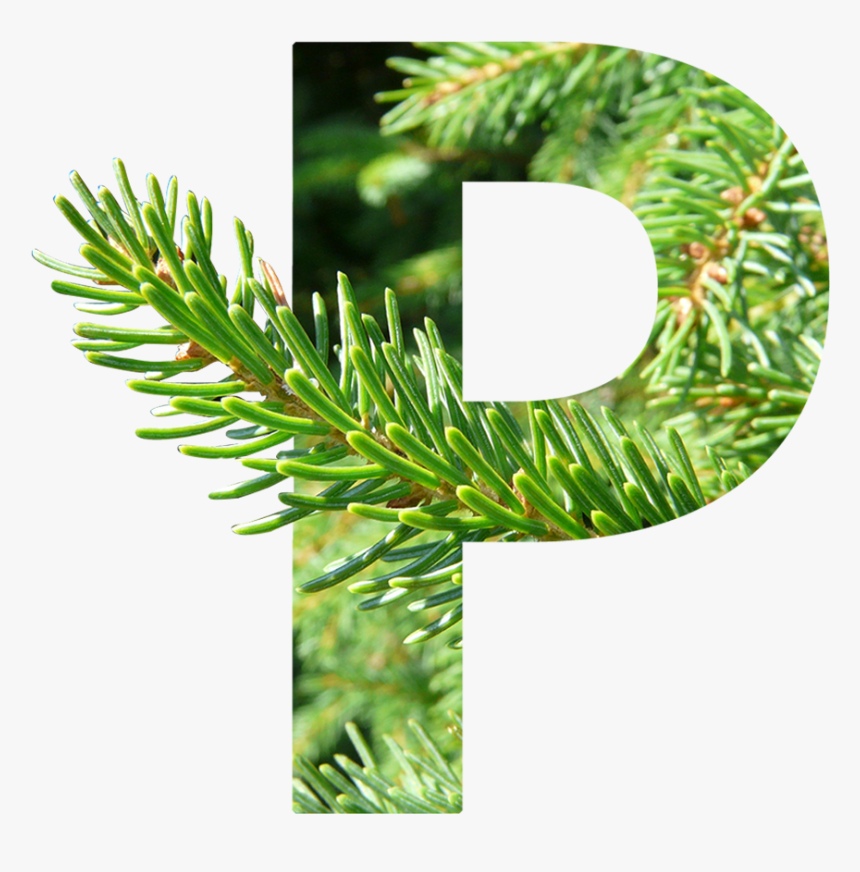 White Pine, HD Png Download, Free Download