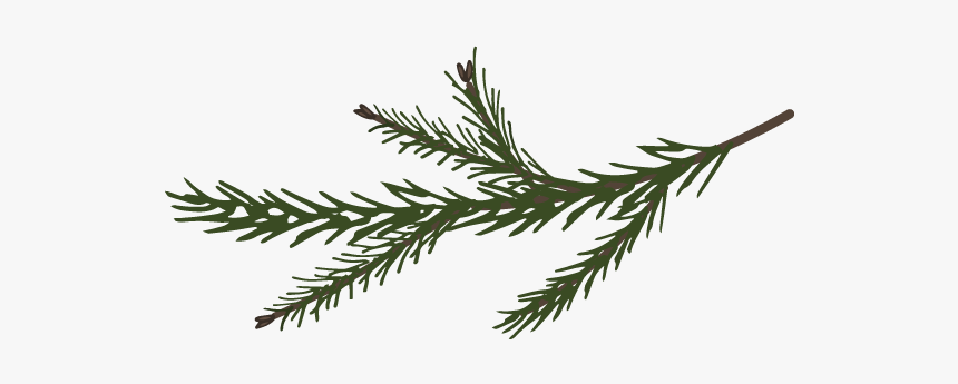 Branches Spruce Pine - Pine, HD Png Download, Free Download