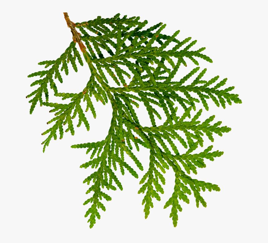 White Cedar Branch - White Cedar Vs Red Cedar, HD Png Download, Free Download