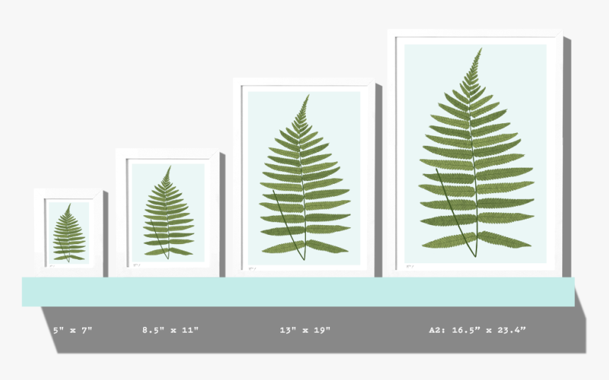Rkr Sizes Fern - Christmas Tree, HD Png Download, Free Download