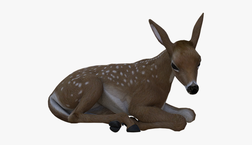 Fawn, Deer, Baby, Forest, Animal, Mammal, Young, Nature - Burro, HD Png Download, Free Download