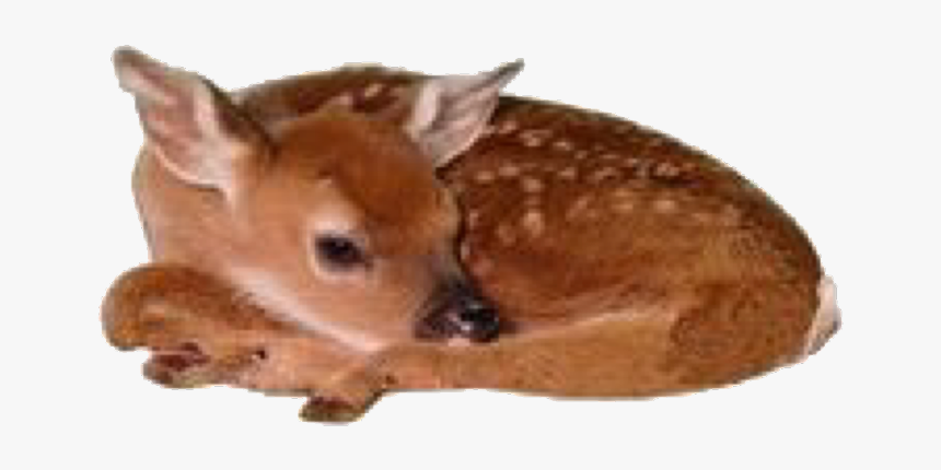 #tumblr #aesthetic #animal #baby #deer - Japanese Baby Sika Deer, HD Png Download, Free Download