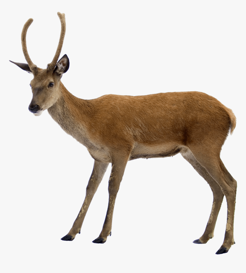 Deer Png, Transparent Png, Free Download