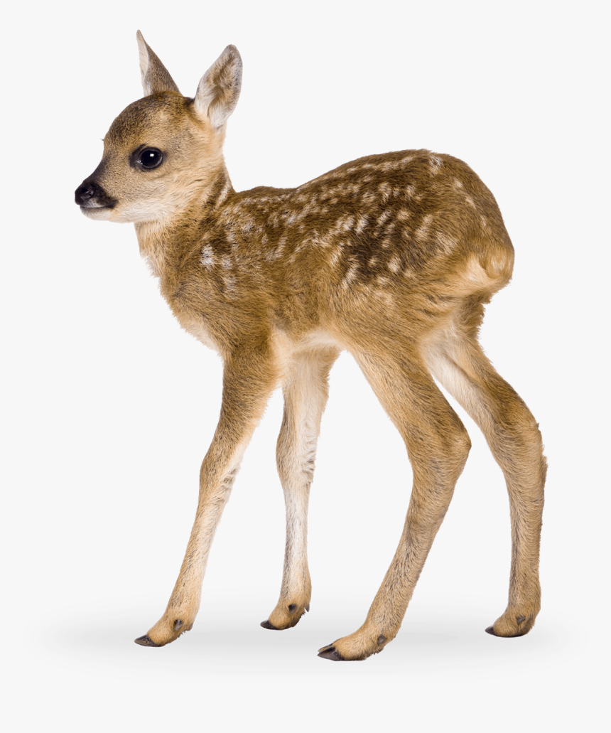 Roe Deer Fawn, HD Png Download, Free Download