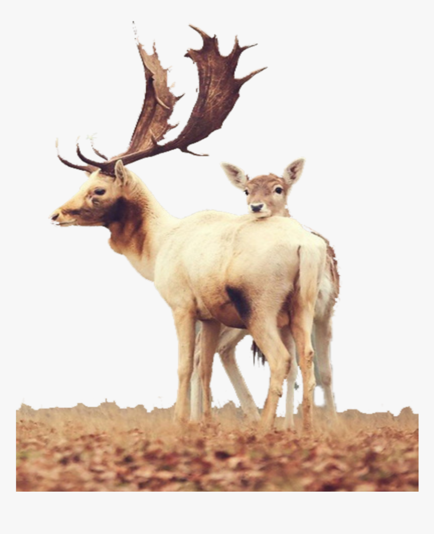 #mq #deer #mother #baby #autumn #nature - Animal Wallpaper Iphone 6, HD Png Download, Free Download