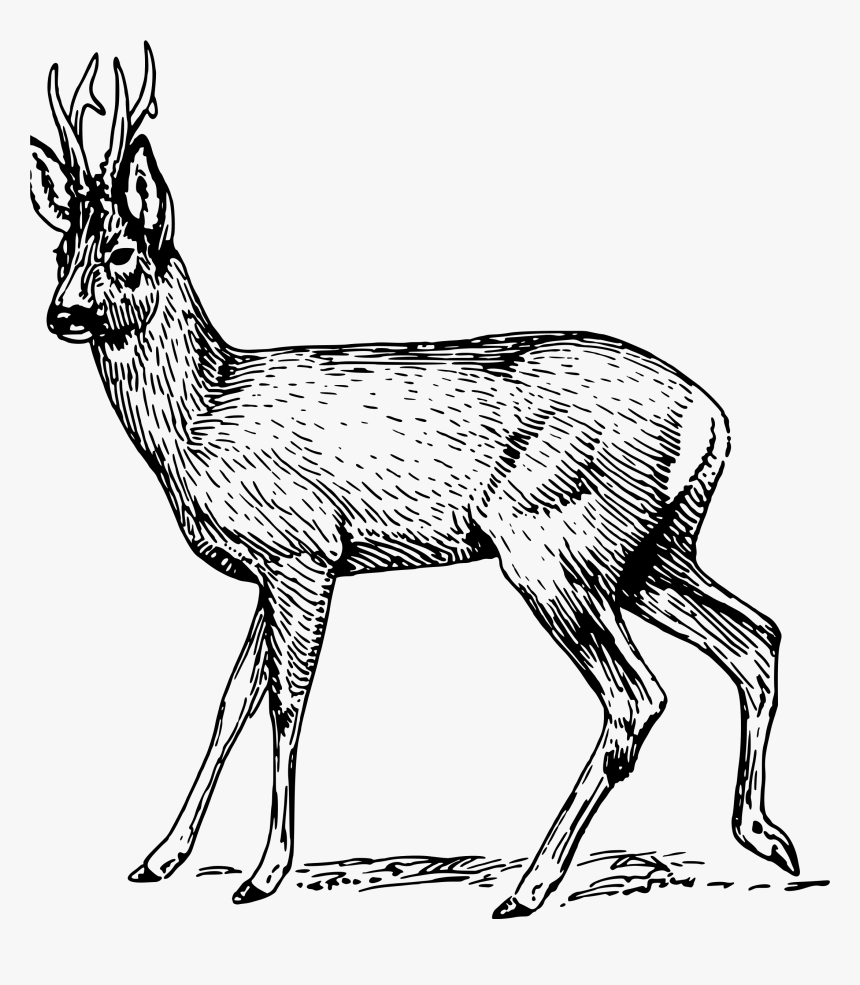 Collection Of Free Drawing Deers Baby Deer Download - Roe Deer Black And White, HD Png Download, Free Download