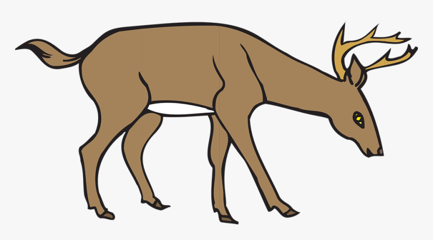 Deer, Leaning, Down, Wild, Forest, Eating, Animal - Deer Clipart, HD Png Download, Free Download