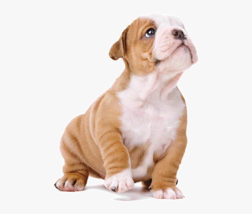 Hd Cachorro Png - Imagens De Cachorros Em Png, Transparent Png, Free Download