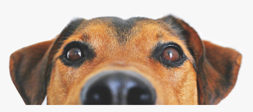 Cachorro Png Page - Dog Face Near Camera, Transparent Png, Free Download