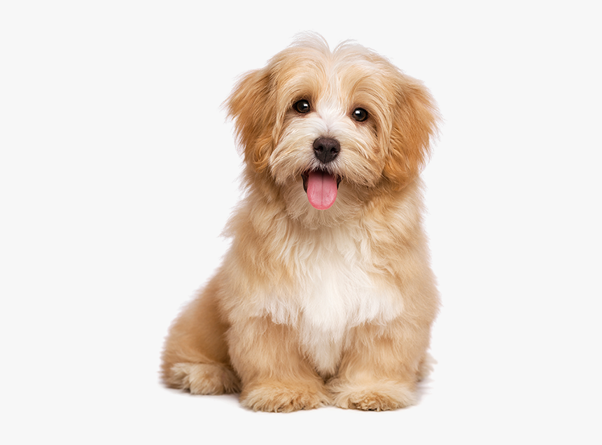 Clip Art Cachorro Png - Dogs Sitting, Transparent Png, Free Download