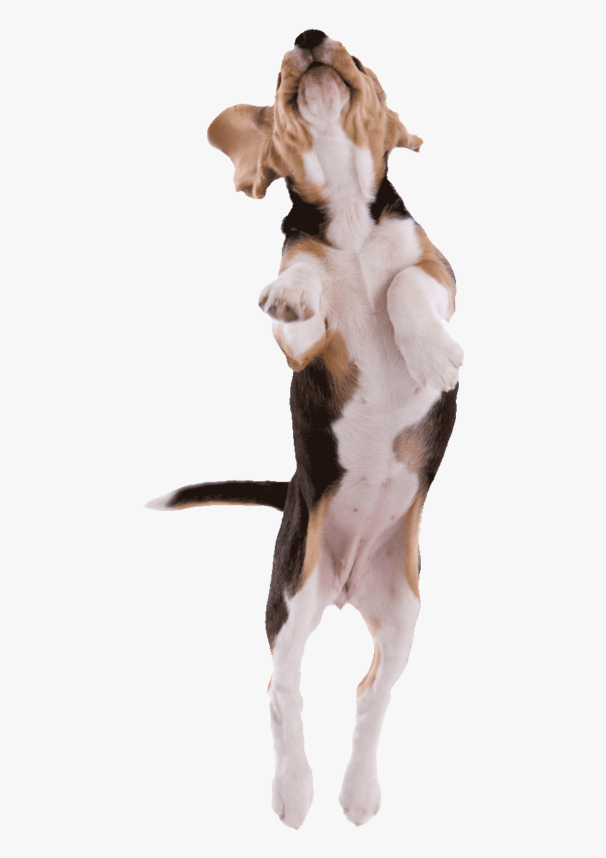 Beagle Pup Jumping Png500 - Transparent Dog Jumping Png, Png Download, Free Download