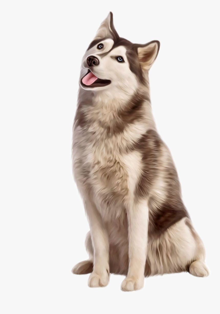 #husky #cachorro #sentado - Husky Sitting, HD Png Download, Free Download