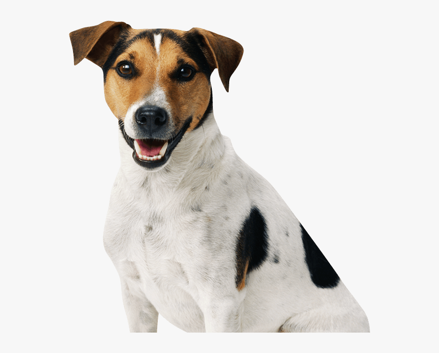 Cachorro Vira-lata - Transparent Dog, HD Png Download, Free Download