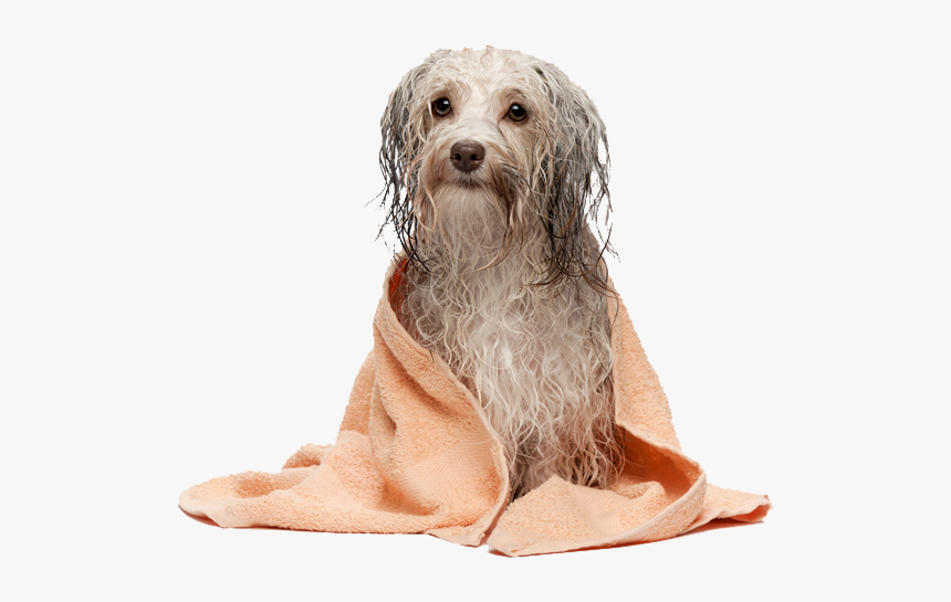 Pet Grooming, HD Png Download, Free Download