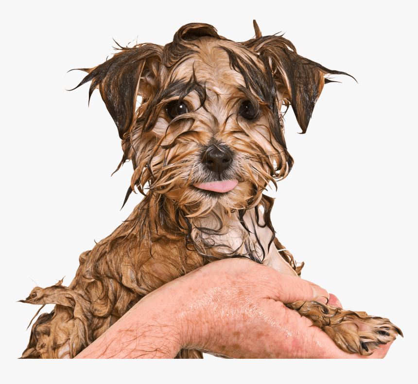 Maltese Yorkie Mix, HD Png Download, Free Download