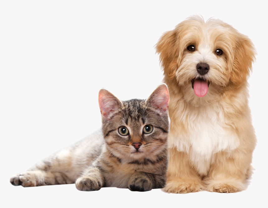 Transparent Background Cat Clipart, HD Png Download, Free Download